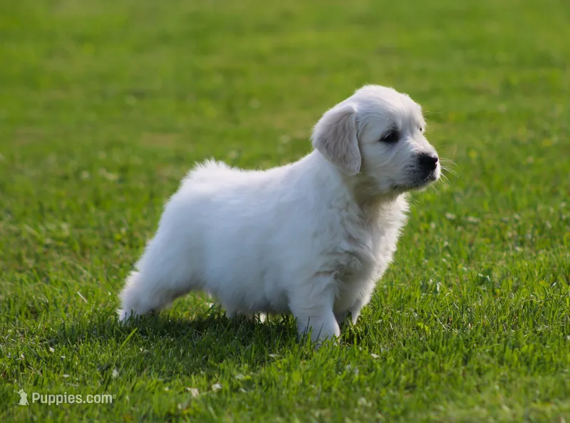 Riley – English Cream Golden Retriever puppy for sale in Sugarcreek, OH