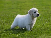 Riley, a male English Cream Golden Retriever for sale in Sugarcreek, OH – 1 of 4