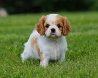 Lucky, a female Cavalier King Charles Spaniel for sale in Sugarcreek, OH – 3 of 6