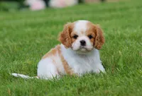 Lucky, a female Cavalier King Charles Spaniel for sale in Sugarcreek, OH – 4 of 6