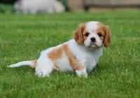 Lucky, a female Cavalier King Charles Spaniel for sale in Sugarcreek, OH – 6 of 6