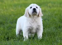 Katniss, a female English Cream Golden Retriever for sale in Sugarcreek, OH – 5 of 5