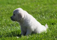 Lil Debbie , a female English Cream Golden Retriever for sale in Sugarcreek, OH – 6 of 6