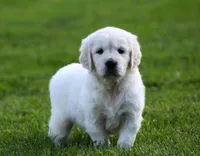Lucy , a female English Cream Golden Retriever for sale in Sugarcreek, OH – 7 of 7
