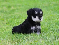 George , a male Miniature Schnauzer for sale in Sugarcreek, OH – 4 of 8