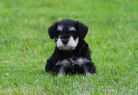 George , a male Miniature Schnauzer for sale in Sugarcreek, OH – 3 of 8