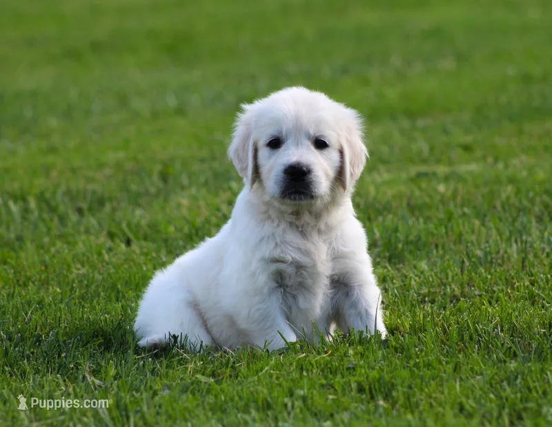 Daisy  – English Cream Golden Retriever puppy for sale in Sugarcreek, OH