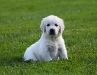 Daisy , a female English Cream Golden Retriever for sale in Sugarcreek, OH – 2 of 5