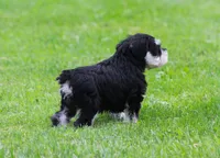 Elsa, a female Miniature Schnauzer for sale in Sugarcreek, OH – 7 of 8