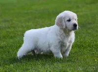 Lucy , a female English Cream Golden Retriever for sale in Sugarcreek, OH – 4 of 7
