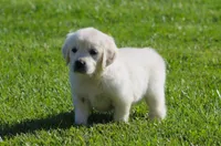 Lil Debbie , a female English Cream Golden Retriever for sale in Sugarcreek, OH – 2 of 6