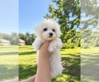 Dolly, a female Maltese for sale in Milwaukee, WI – 3 of 3