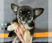 Bobbie, a male Chihuahua for sale in Milwaukee, WI – 3 of 3