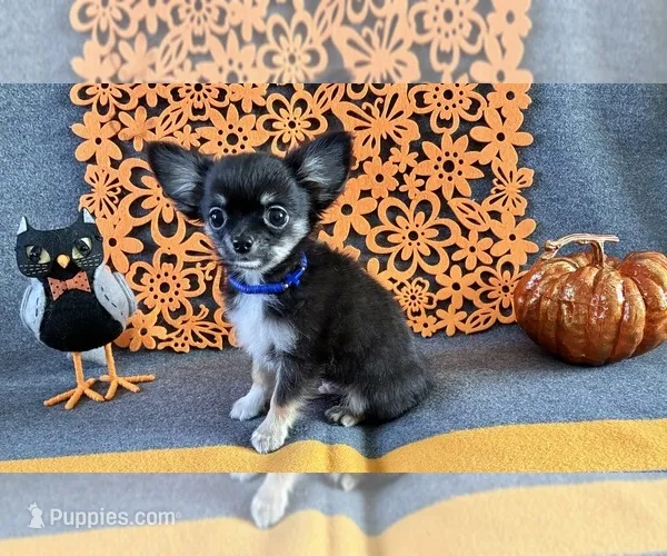 Bobbie – Chihuahua puppy for sale in Milwaukee, WI