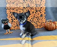 Bobbie, a male Chihuahua for sale in Milwaukee, WI – 1 of 3