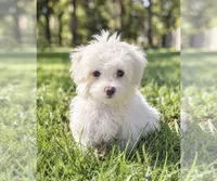 Dolly, a female Maltese for sale in Milwaukee, WI – 1 of 3