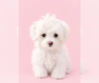 Dolly, a female Maltese for sale in Milwaukee, WI – 2 of 3