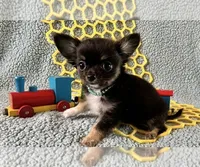 Bobbie, a male Chihuahua for sale in Milwaukee, WI – 2 of 3