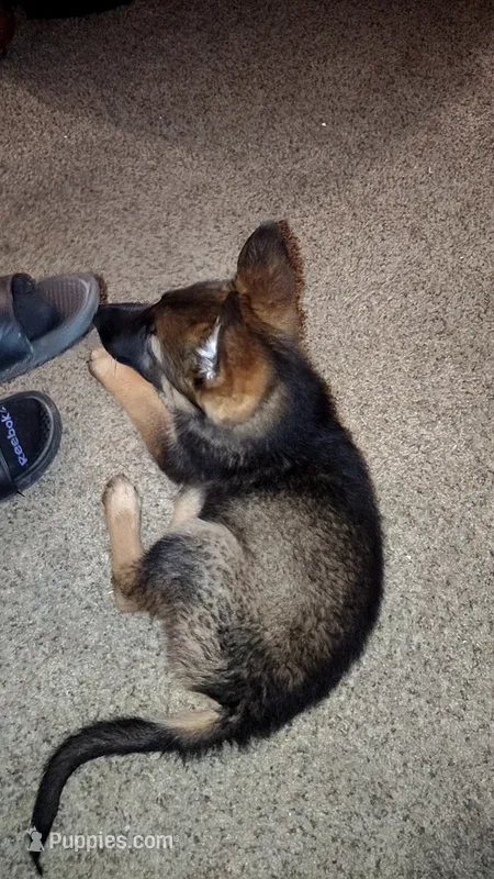 Cesar  – Belgian Malinois puppy for sale in Emporia, KS