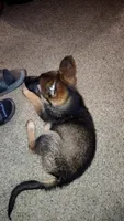 Cesar , a male Belgian Malinois for sale in Emporia, KS – 1 of 3