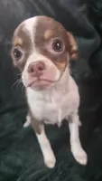 Candy , a female Chihuahua for sale in Berlin, NJ – 5 of 6