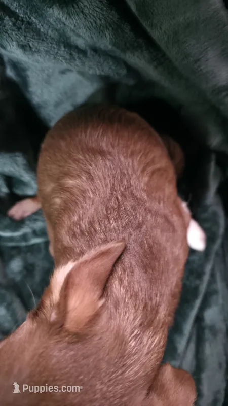 Lil Bear – Chihuahua puppy for sale in Berlin, NJ