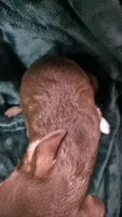 Lil Bear, a male Chihuahua for sale in Berlin, NJ – 1 of 5