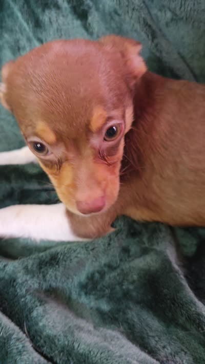 Lil Bear, a male Chihuahua for sale in Berlin, NJ – 5 of 5
