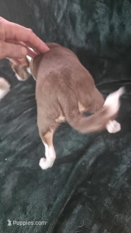 Candy  – Chihuahua puppy for sale in Berlin, NJ