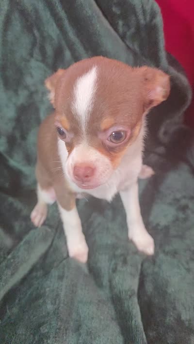 Candy , a female Chihuahua for sale in Berlin, NJ – 4 of 6