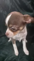 Candy , a female Chihuahua for sale in Berlin, NJ – 6 of 6