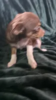 Lil Bear, a male Chihuahua for sale in Berlin, NJ – 3 of 5