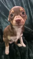 Lil Bear, a male Chihuahua for sale in Berlin, NJ – 2 of 5