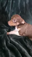 Lil Bear, a male Chihuahua for sale in Berlin, NJ – 4 of 5