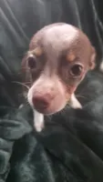 Lil Bit, a male Chihuahua for sale in Berlin, NJ – 2 of 6