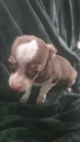 Lil Bit, a male Chihuahua for sale in Berlin, NJ – 5 of 6