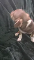 Lil Spot, a male Chihuahua for sale in Berlin, NJ – 1 of 6