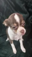 Candy , a female Chihuahua for sale in Berlin, NJ – 3 of 6