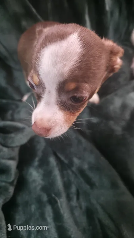 Lil Bit – Chihuahua puppy for sale in Berlin, NJ