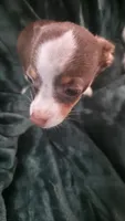 Lil Bit, a male Chihuahua for sale in Berlin, NJ – 1 of 6