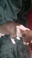 Candy , a female Chihuahua for sale in Berlin, NJ – 2 of 6
