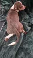 Lil Bit, a male Chihuahua for sale in Berlin, NJ – 3 of 6