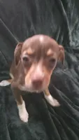 Lil Spot, a male Chihuahua for sale in Berlin, NJ – 2 of 6