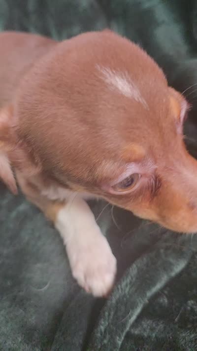 Lil Spot, a male Chihuahua for sale in Berlin, NJ – 3 of 6