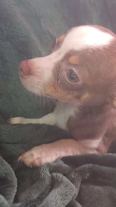 Lil Bit, a male Chihuahua for sale in Berlin, NJ – 4 of 6