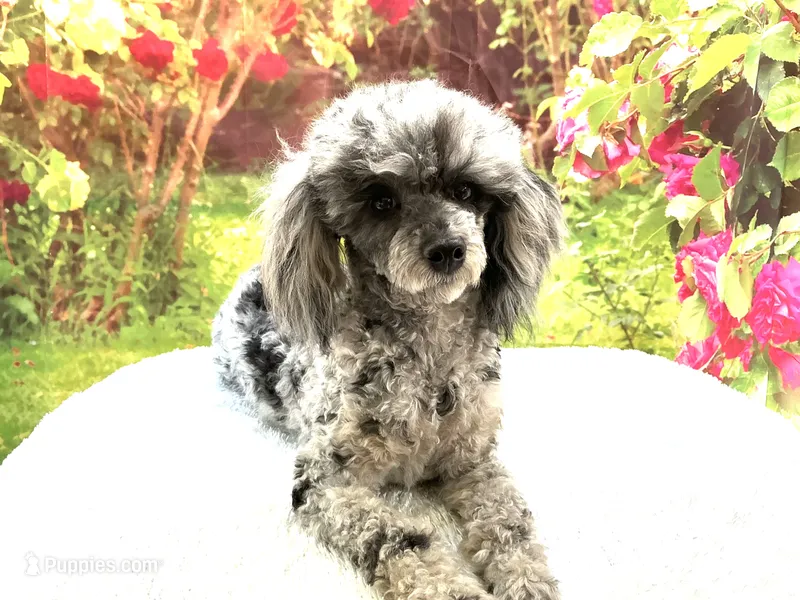 AKC Poodle Dahlia – Poodle - Miniature  puppy for sale in Grants Pass, OR