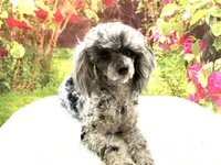 AKC Poodle Dahlia, a female Poodle - Miniature  for sale in Grants Pass, OR – 1 of 9