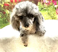 AKC Poodle Dahlia, a female Poodle - Miniature  for sale in Grants Pass, OR – 3 of 9