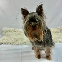 AKC Yorkshire Boy Fin, a male Yorkshire Terrier for sale in Grants Pass, OR – Photo 4 of 4