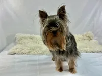 AKC Yorkshire Boy Fin, a male Yorkshire Terrier for sale in Grants Pass, OR – Photo 4 of 4